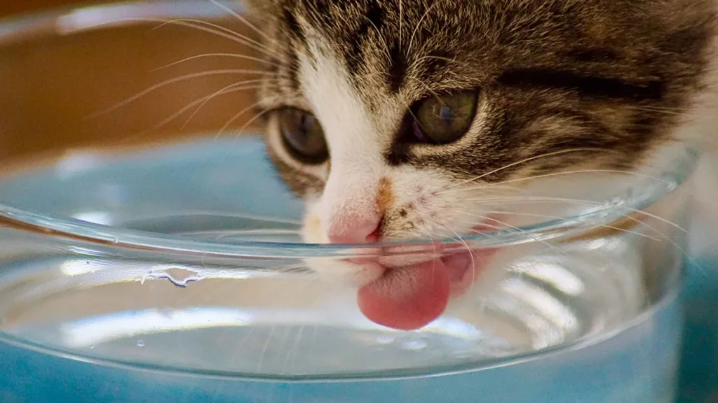 apakah air liur kucing najis
